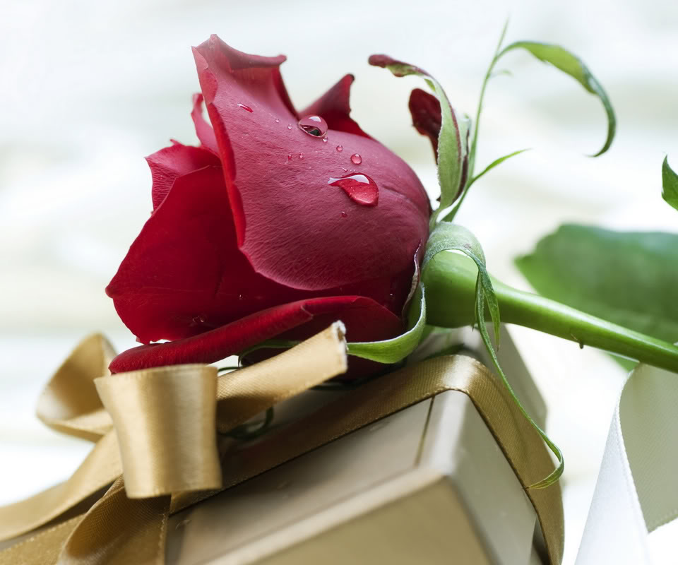 How To Choose The Most Exquisite Roses For Your Loved Ones?