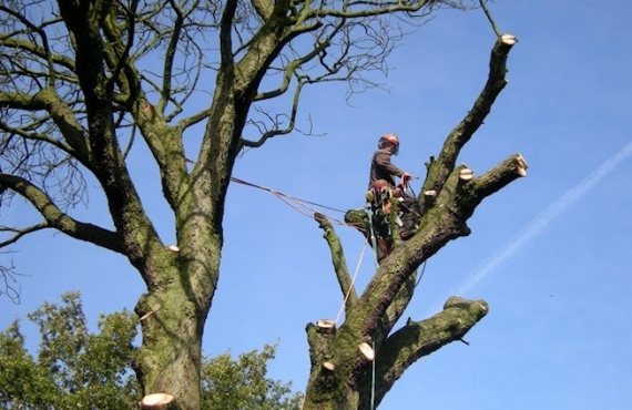 Tree Surgeons Essex- Specialists in Tree Surgery