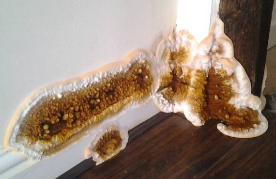 Get Perfect Solutions To Get Rid From Dry Rot Problem