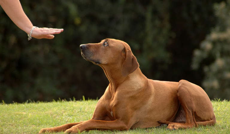 What Should You Expect To Spend On Dog Obedience Training?