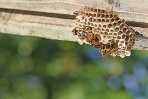 5 Smart Ways To Keep Wasps Away from Your Home