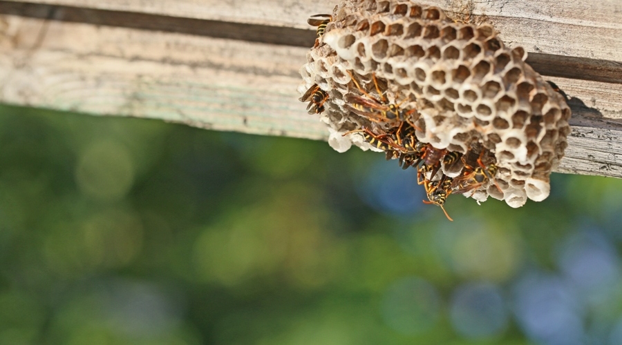 5 Smart Ways To Keep Wasps Away from Your Home