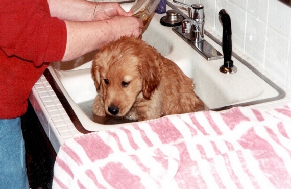How To Get Rid Of Fleas On Your Puppy