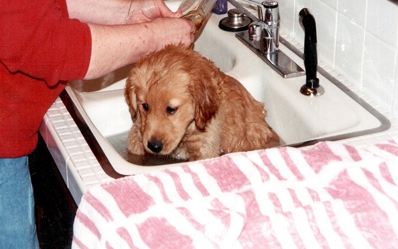How To Get Rid Of Fleas On Your Puppy