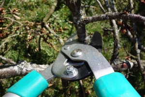 tree pruning service